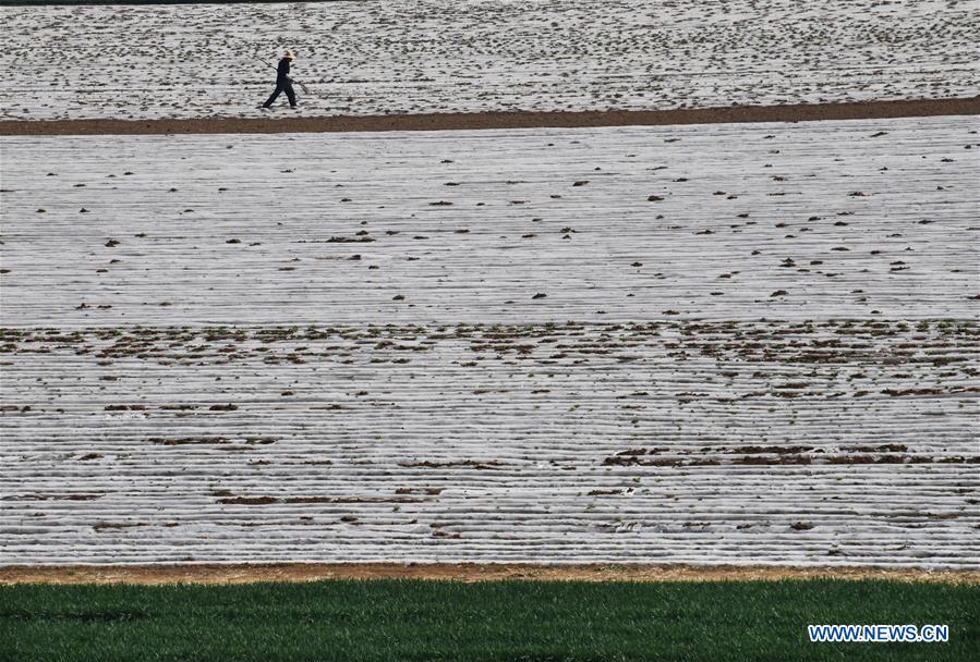 #CHINA-SHANDONG-FARM WORK (CN)