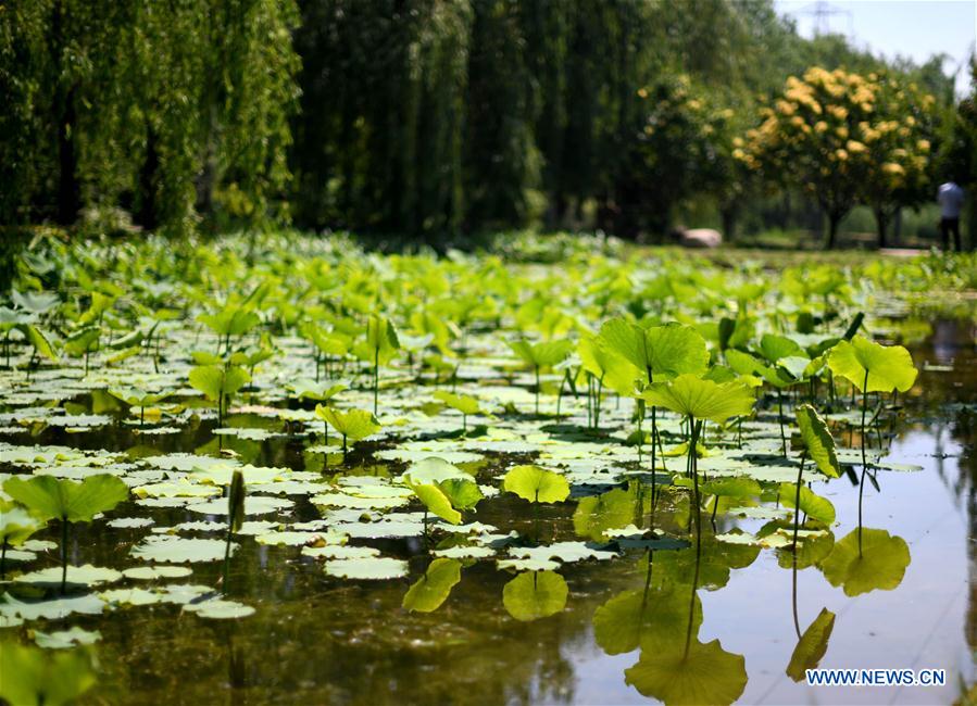 CHINA-TIANJIN-ECOLOGICAL PROTECTION (CN)