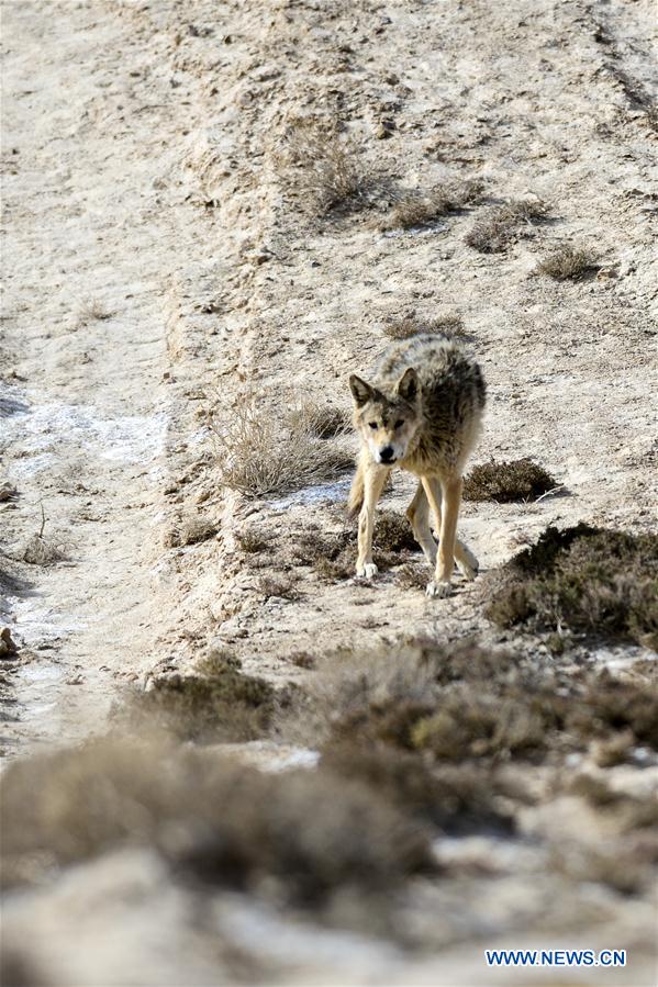 CHINA-XINJIANG-ALTUN MOUNTAINS-WOLVES (CN)