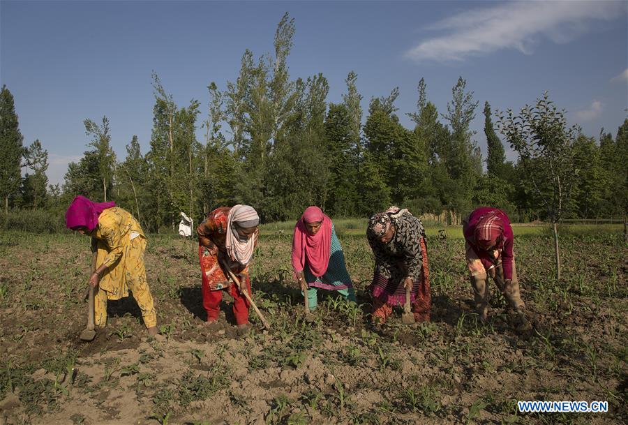 KASHMIR-SRINAGAR-AGRICULTURE