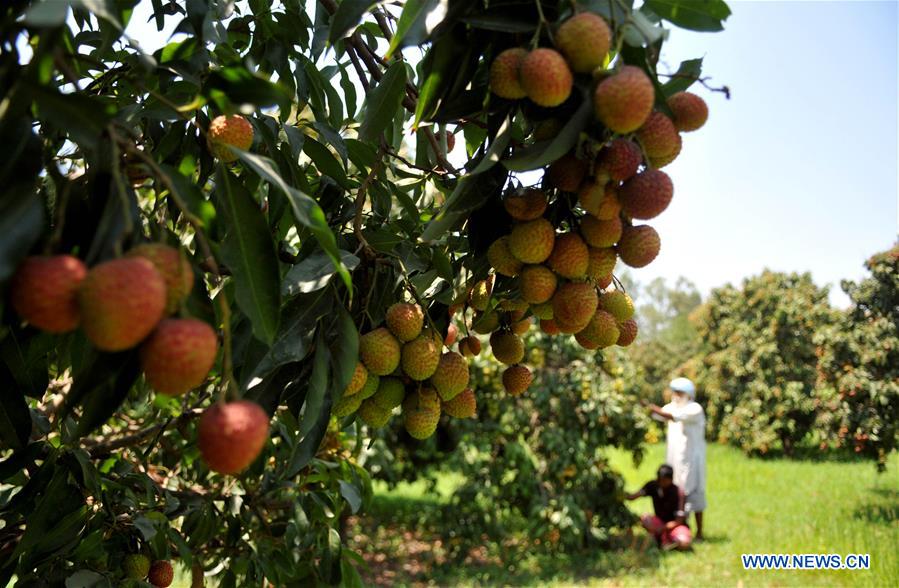 KASHMIR-JAMMU-LITCHI HARVEST