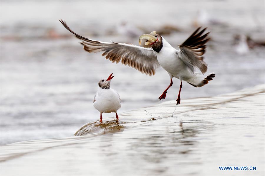 CHINA-QINGHAI-NAKED CARP-MIGRATION-SPAWNING (CN)