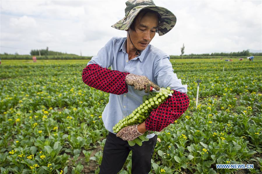 CHINA-NINGXIA-VEGETABLE-HARVEST (CN)