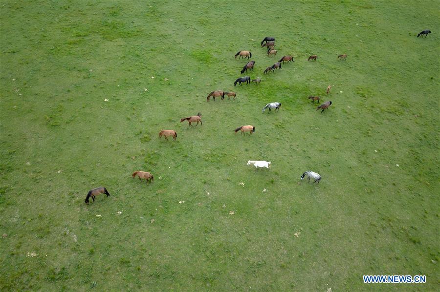 CHINA-GANSU-HORSE RANCH (CN)