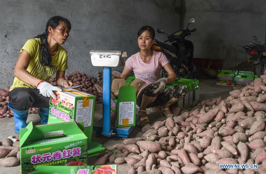 CHINA-GUANGXI-SWEET POTATO-HARVEST (CN)