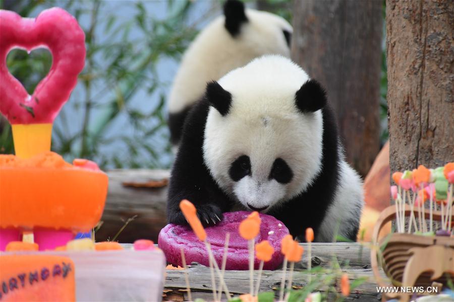 CHINA-SICHUAN-GIANT PANDA-BIRTHDAY PARTY (CN)