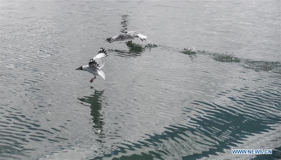 CHINA-TIBET-NGARI-BIRD (CN)