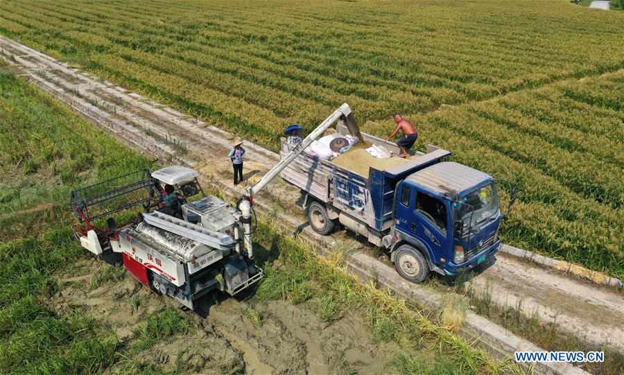 CHINA-GUIZHOU-CENGONG-HYBRID RICE SEED PRODUCTION (CN)