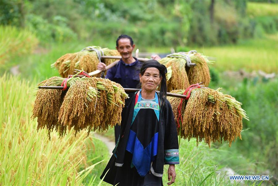 CHINA-GUANGXI-PADDY RICE-HARVEST (CN)