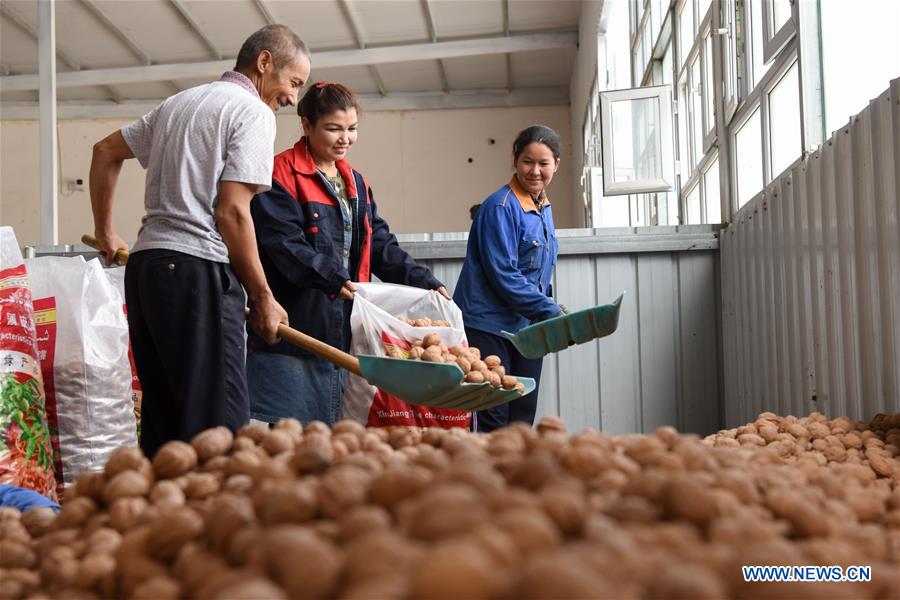 CHINA-XINJIANG-HOTAN-WALNUT-HARVEST (CN)