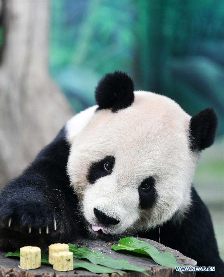 CHINA-TAIPEI-GIANT PANDAS-MID-AUTUMN FESTIVAL (CN)