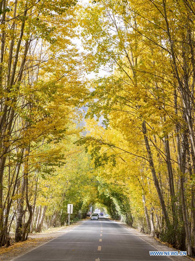 CHINA-TIBET-LHASA-AUTUMN SCENERY (CN)