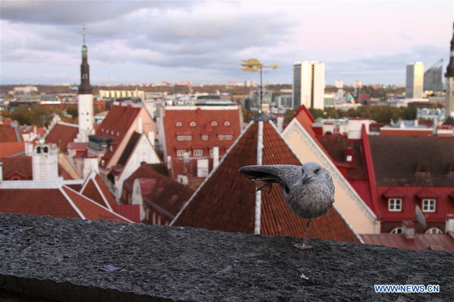 ESTONIA-TALLINN-AUTUMN SCENERY