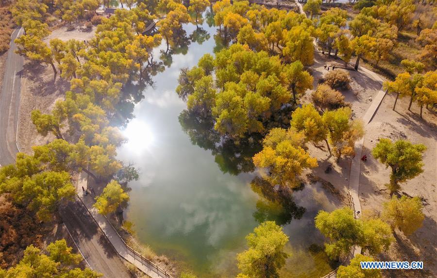 CHINA-INNER MONGOLIA-POPULUS EUPHRATICA-SCENERY (CN)