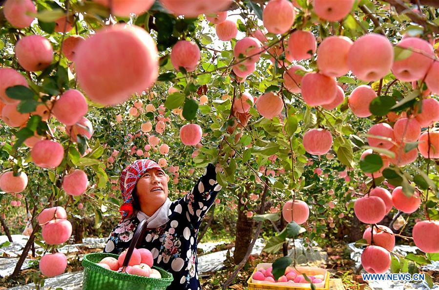 CHINA-SHANDONG-YIYUAN-APPLE-HARVEST (CN)