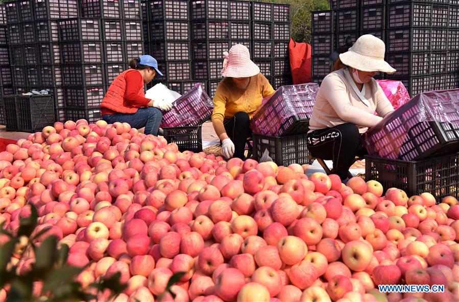 CHINA-SHANDONG-YIYUAN-APPLE-HARVEST (CN)