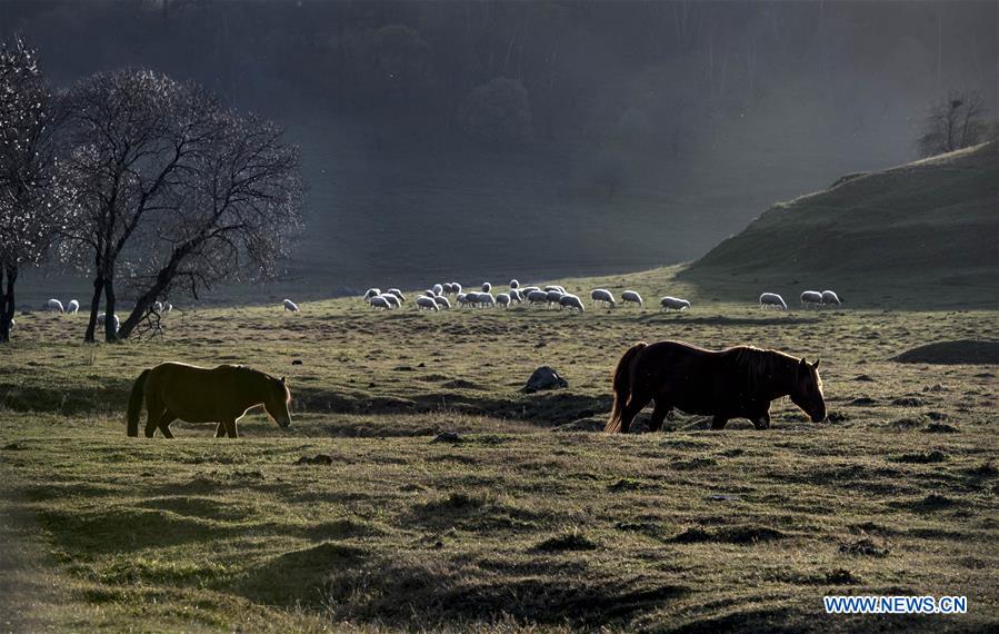 CHINA-SHAANXI-AUTUMN-PASTURE-SCENERY (CN)