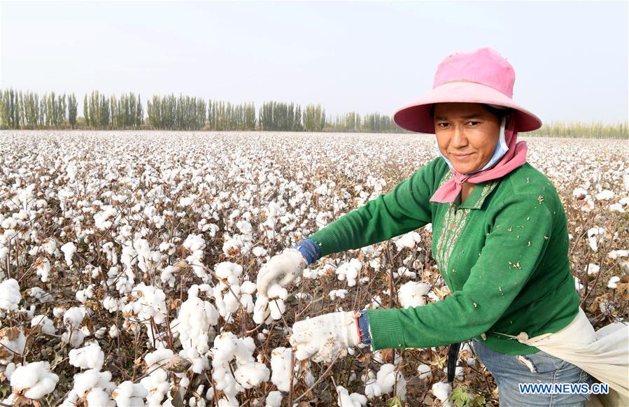 CHINA-XINJIANG-AWAT-AGRICULTURE-COTTON (CN)