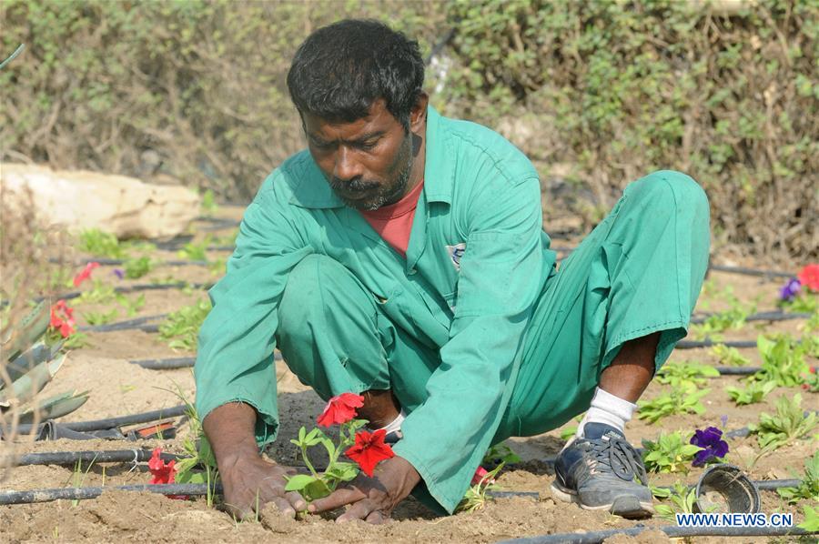 KUWAIT-KUWAIT CITY-FLOWER CULTIVATION