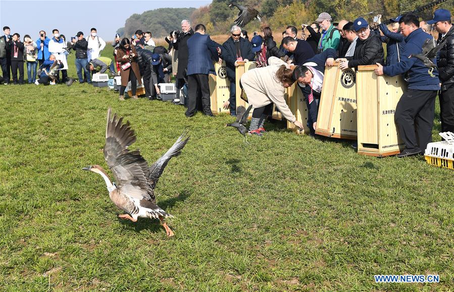 CHINA-JIANGXI-MIGRANT BIRDS-RELEASE (CN)