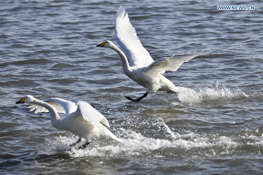 CHINA-SHANDONG-RONGCHENG-WHOOPER SWANS (CN)