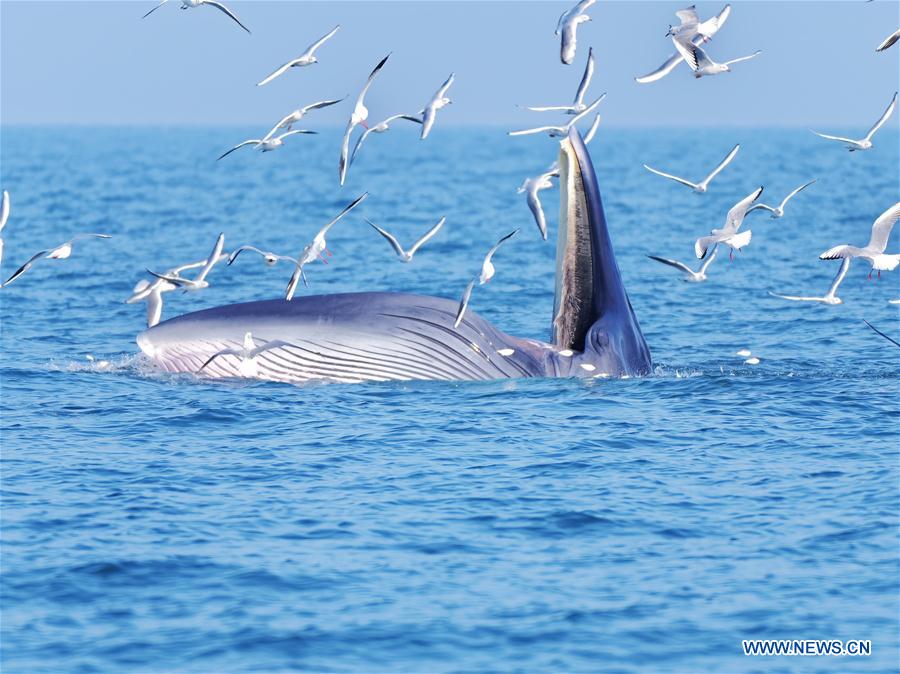 CHINA-GUANGXI-BEIBU GULF-BRYDE'S WHALES (CN)