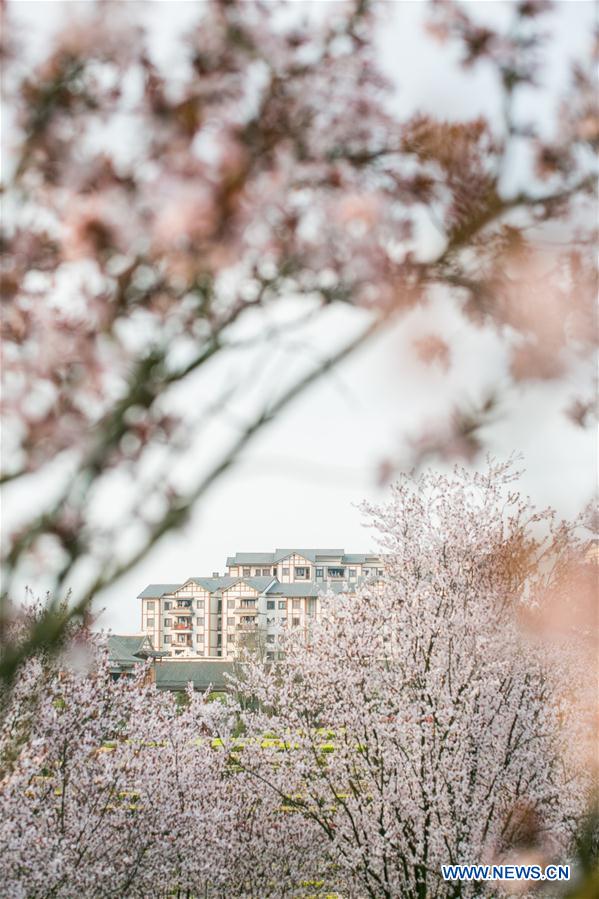 #CHINA-SPRING-SCENERY(CN)