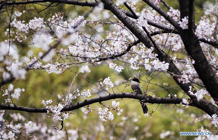 CHINA-HUBEI-WUHAN UNIVERSITY-CHERRY BLOSSOMS (CN)