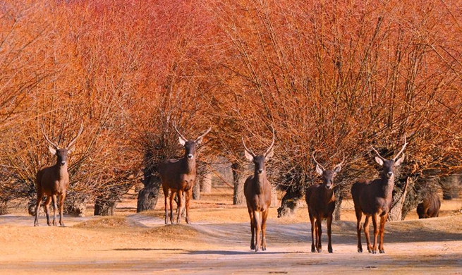 Man-made sand-break forests winter habitat for animals in Tibet