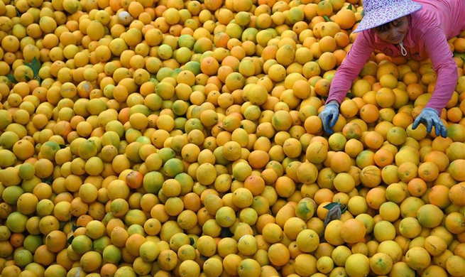 Navel oranges enter harvest season in E China's Jiangxi