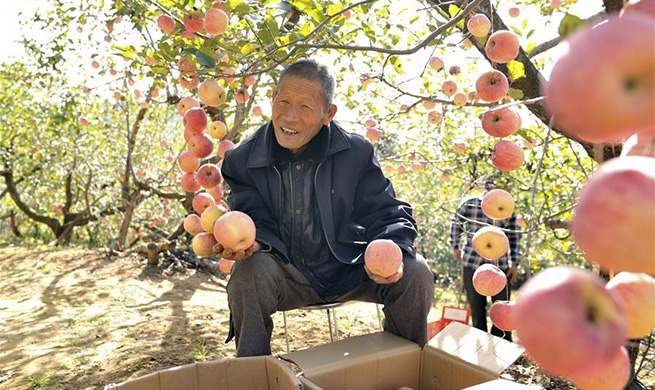 Villager makes efforts to develop agriculture with support of gov't policies in Henan