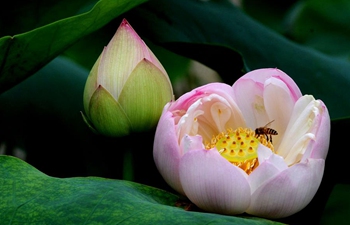 Lotus flowers seen across China