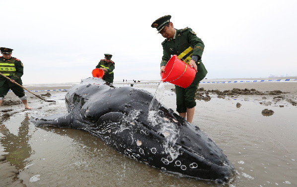 江苏启东：搁浅座头鲸成功返回大海