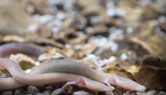 Tourists watch rare sight of olm eggs hatch in Postojna Cave