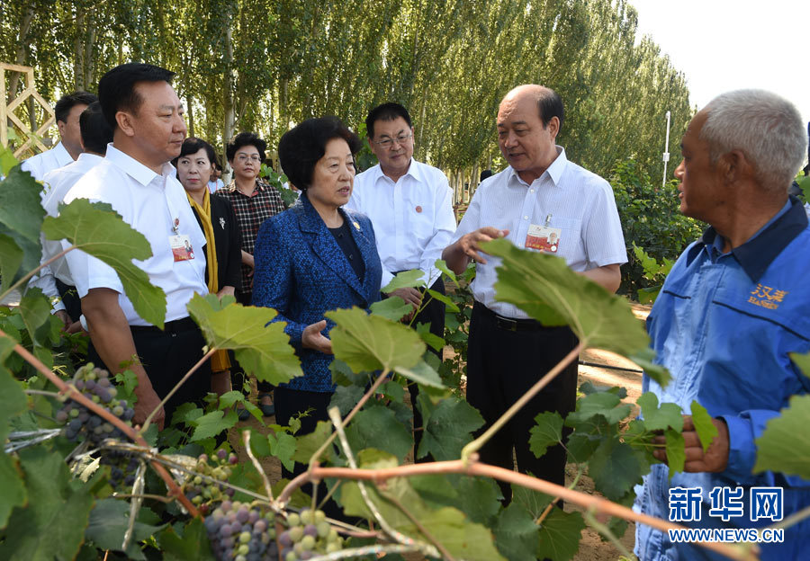 8月9日，中共中央政治局委员、中央统战部部长、中央代表团副团长孙春兰率中央代表团三分团，先后赴内蒙古自治区乌海市、阿拉善盟看望各族干部群众。这是孙春兰在乌海市汉森酒业集团的葡萄种植园了解葡萄种植情况。新华社记者 任军川 摄