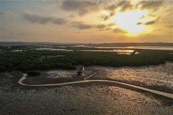 十年树木、红树成林——“海上森林”回归记