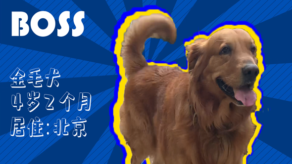 有效拴绳&科学遛狗——如何文明养犬？“捡屎官”们快看过来！