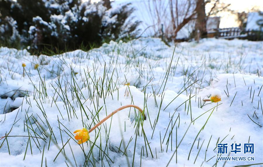 （XHDW）（2）白俄罗斯春雪