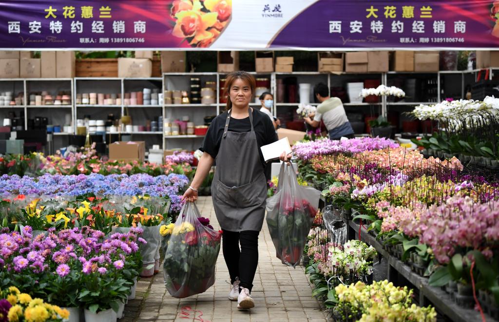 秦岭脚下兴起“花经济”